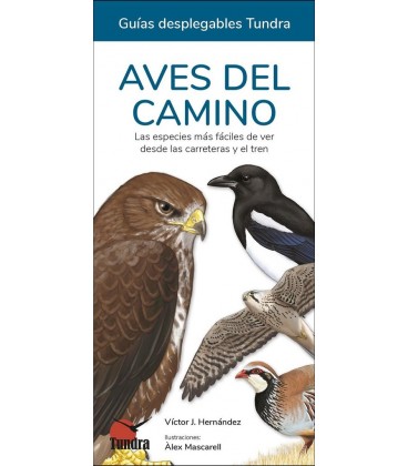 AVES DEL CAMINO LAS ESPECIES MAS FACILES DE VER DESDE LAS CARRETERAS Y