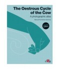 THE OESTROUS CYCLE OF THE COW