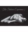 SHIBARI EXPERIENCE 2