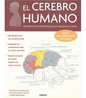 CEREBRO HUMANO