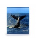 ANIMALES DEL MAR GRANDE